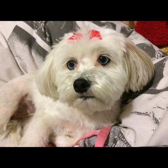 Meet your Posher, Betty - Picture 1 of 1